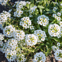 Alyssum Aphrodite Samen Gardening