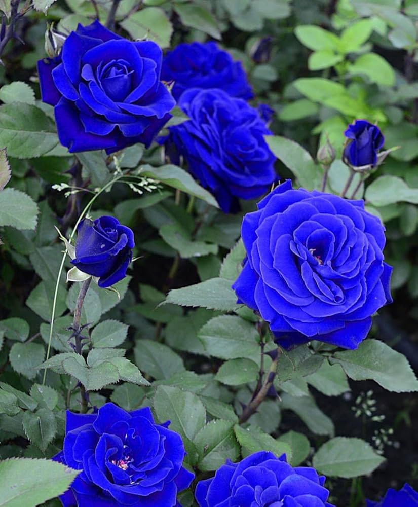 Rosen Samen Blau Blue Midnight