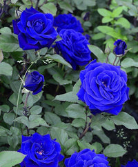 Rosen Samen Blau Blue Midnight