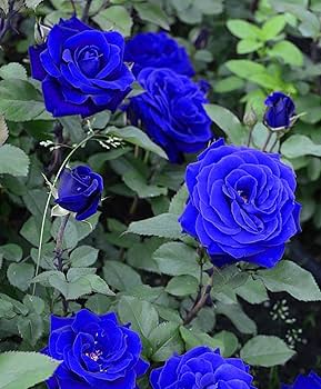 dunkel Blau Holland Rose Blumensamen zur Aussaat Landhaus Garten wichtig Traditionssorte & ohne Gentechnik Samen Hausgarten