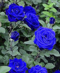 dunkel Blau Holland Rose Blumensamen zur Aussaat Landhaus Garten wichtig Traditionssorte & ohne Gentechnik Samen Hausgarten
