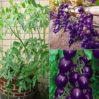 Organic Lila Cherry Tomate Samen