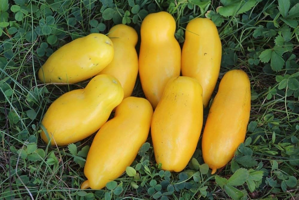 Banana Legs Tomate Samen zum Pflanzen vegetable patch