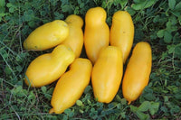 Banana Legs Tomate Samen zum Pflanzen vegetable patch