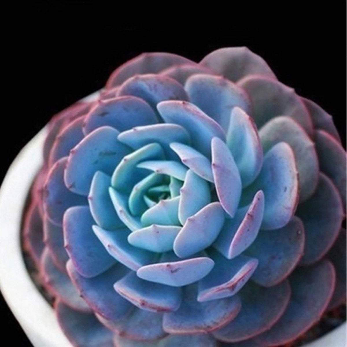 Blau succulent blume samen for anpflanzung wildflower mix heirloom & gmo free samen for home garten 
 
 sale for anpflanzung in home garten