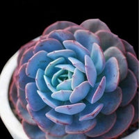 Blau succulent blume samen for anpflanzung wildflower mix heirloom & gmo free samen for home garten 
 
 sale for anpflanzung in home garten