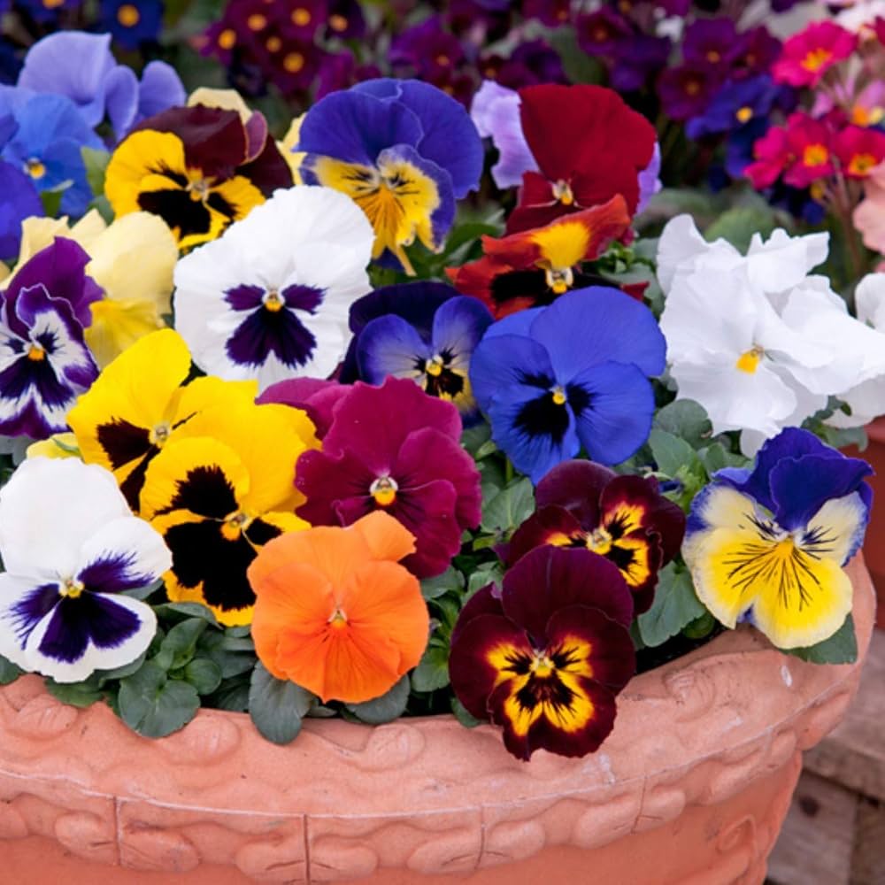 Sunburst Stiefmütterchen Panola Blumensamen leuchtend – farbenfroh Gartenblumen