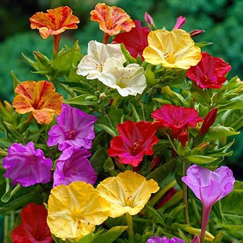 Gemischt Jalapa Blumensamen zur Aussaat Drought verträglich Traditionssorte & ohne Gentechnik Samen Hausgarten