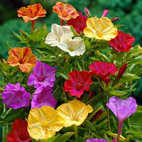 Gemischt Jalapa Blumensamen zur Aussaat Drought verträglich Traditionssorte & ohne Gentechnik Samen Hausgarten