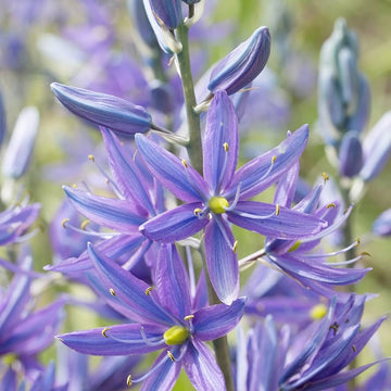 Blau camas, camassia blume samen for anpflanzung - shade tolerant, heirloom & gmo free samen for home garten
 
 sale samen for anpflanzung in home garten