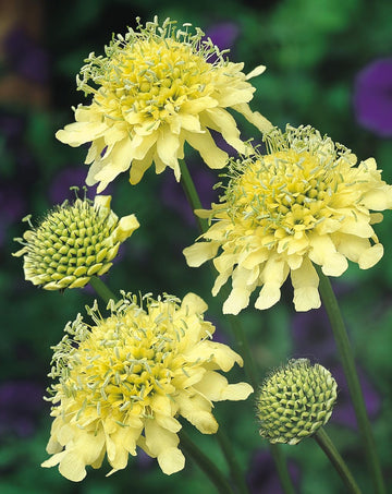 Cephalaria gigantea blume samen for anpflanzung - vibrant colors, heirloom & gmo free samen for home garten
 
 sale for anpflanzung in home garten.