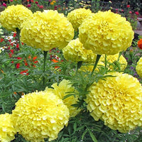 Goldmelisse Blumensamen zur Aussaat – kompakt Wuchs – Traditionssorte & ohne Gentechnik Samen Hausgarten