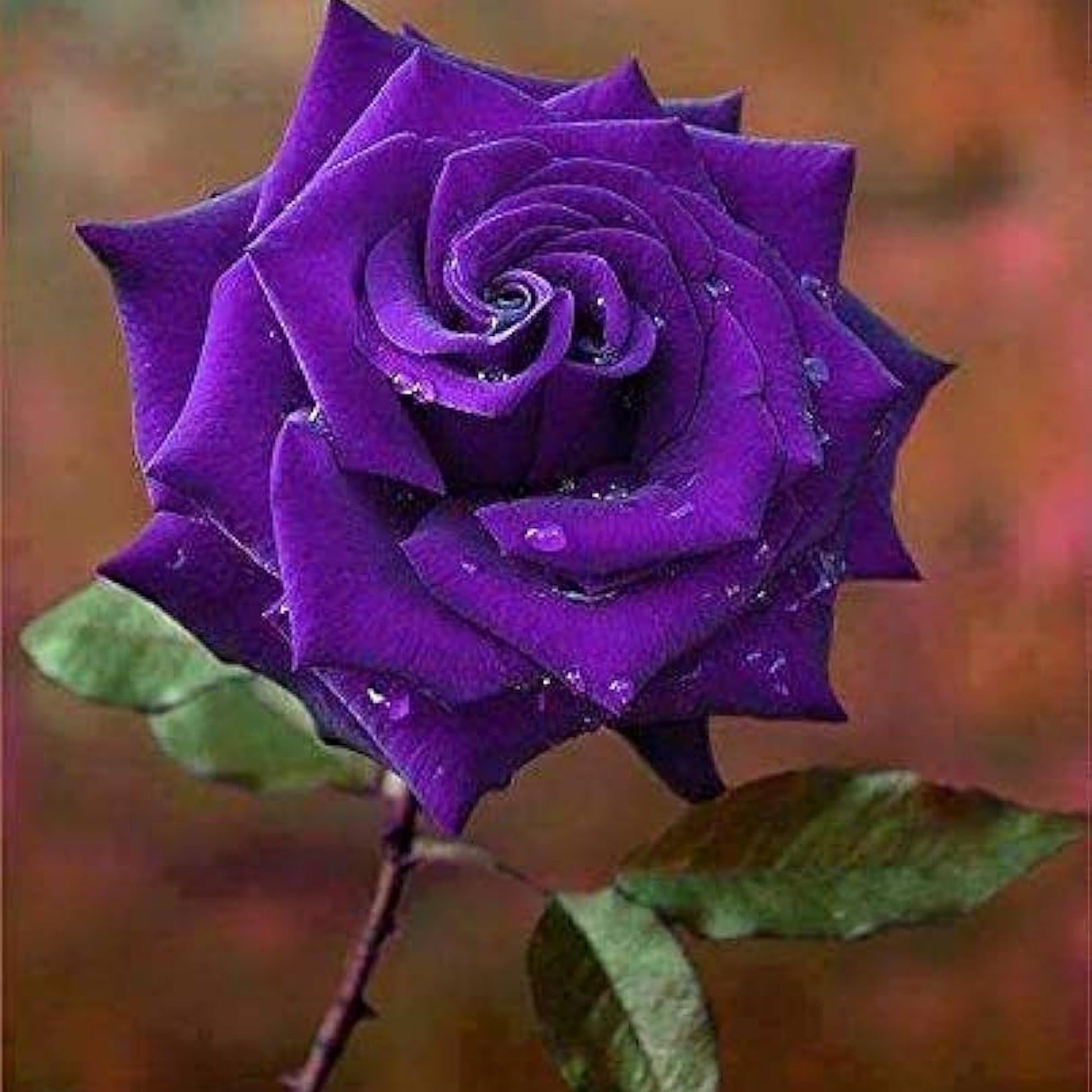 Violett Grün Rose Blumensamen zur Aussaat leuchtend Blüten Traditionssorte & ohne Gentechnik Samen Hausgarten