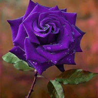 Violett Grün Rose Blumensamen zur Aussaat leuchtend Blüten Traditionssorte & ohne Gentechnik Samen Hausgarten