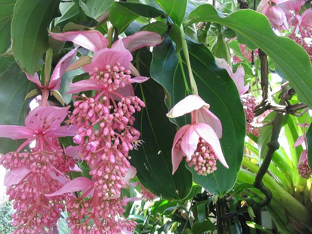 Medinilla Blumensamen zur Aussaat saisonal Dauerblüher Traditionssorte & ohne Gentechnik Samen Hausgarten