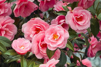 Kamelie Japonica Blumensamen zur Aussaat – Wildblume Mischung – Traditionssorte & ohne Gentechnik Samen Hausgarten