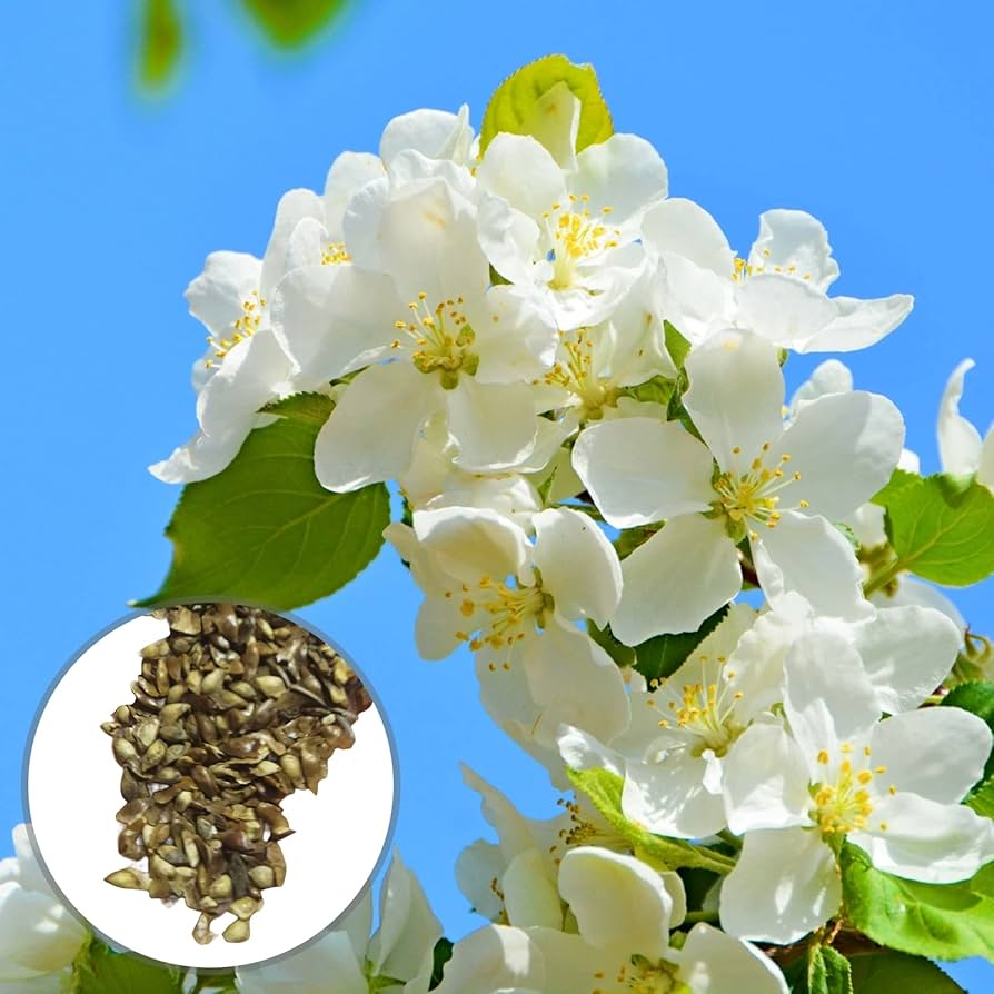 Begonie Semi di Fiore Misti Blumensamen mehrjährig Gärten