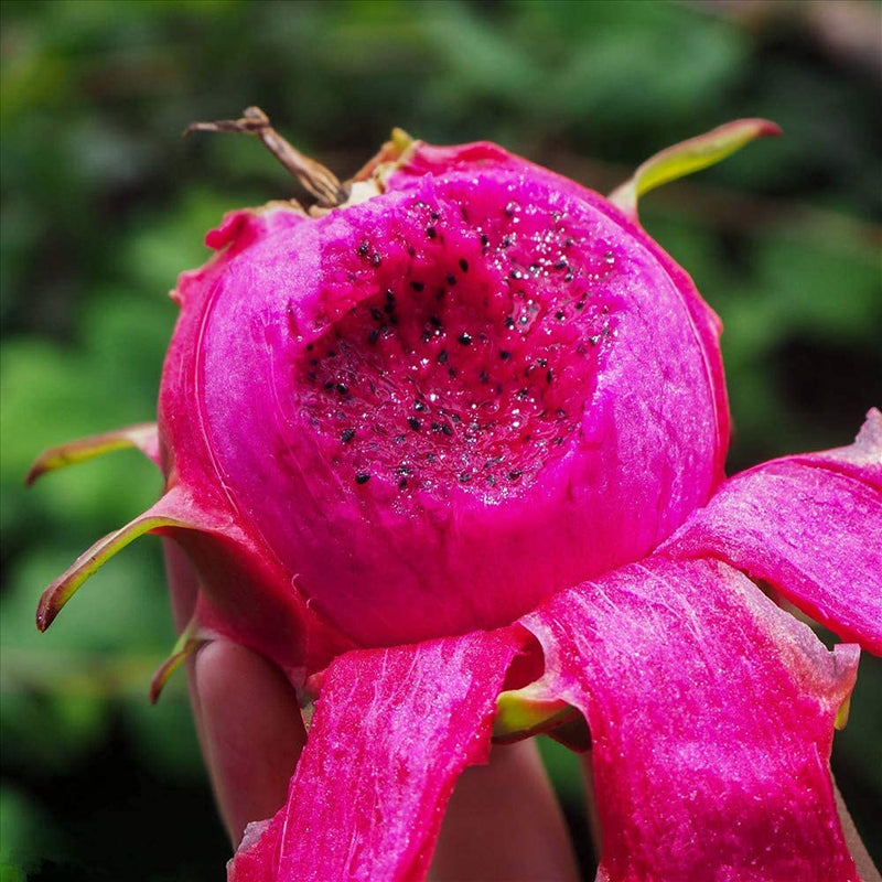 Semi di pitaya rosa per una coltivazione facile