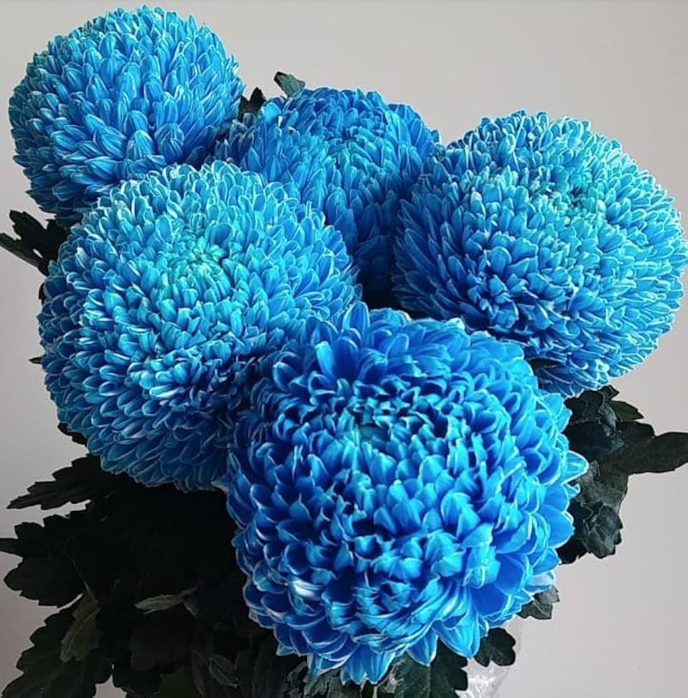 Blau Chrysantheme Blumensamen zur Aussaat – hochwertige Qualitäts- – Traditionssorte & ohne Gentechnik Samen Hausgarten