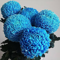 Blau Chrysantheme Blumensamen zur Aussaat – hochwertige Qualitäts- – Traditionssorte & ohne Gentechnik Samen Hausgarten