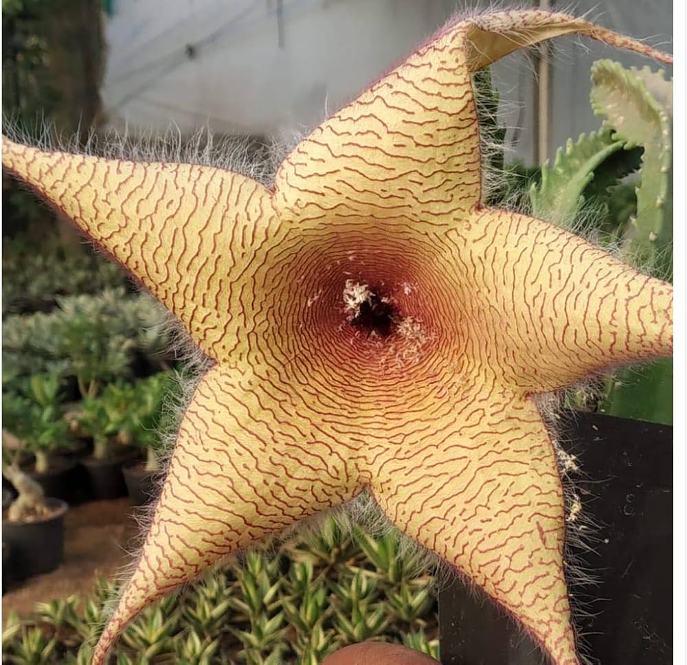 Gelb Stapelia Blumensamen zur Aussaat robust Sorte Traditionssorte & ohne Gentechnik Samen Hausgarten