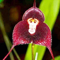 Monkey Face Orchidee Dracula simia Blumensamen zur Aussaat für Innenräume Garten