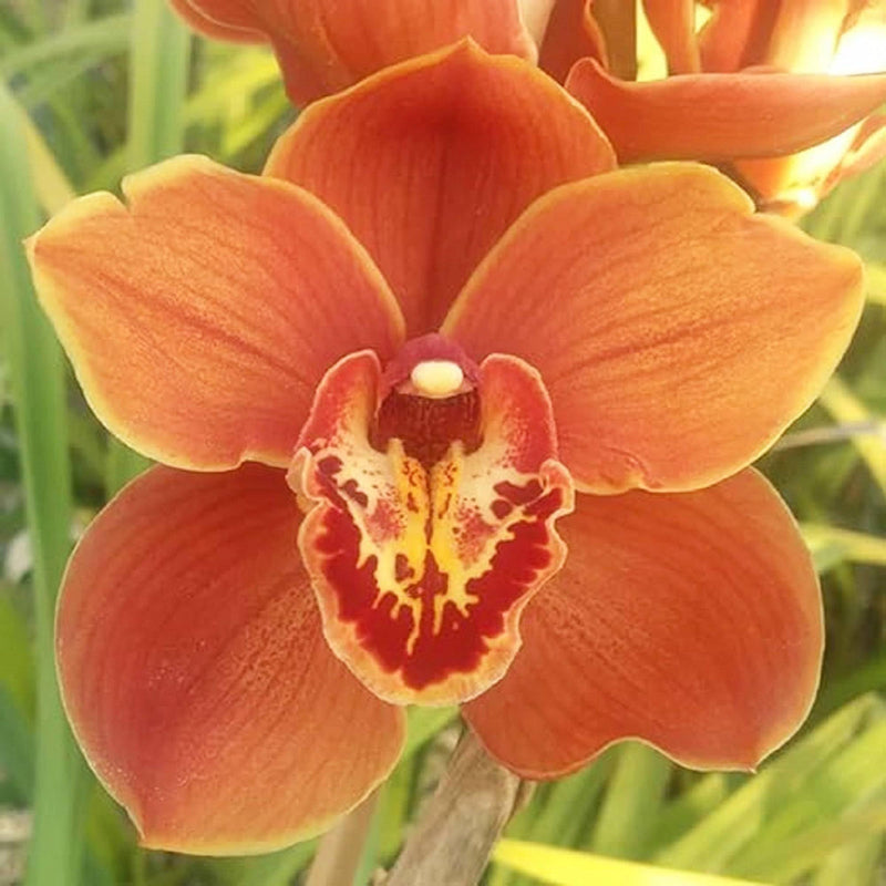 Orange paphiopedilum blume samen for anpflanzung - low maintenance, heirloom & gmo free samen for home garten
 
 sale samen for home garten