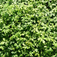 Jiaogulan blume samen for anpflanzung - vibrant colors, heirloom & gmo free samen for home garten
 
 sale samen for home garten