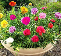 Rot Portulaca Blumensamen zur Aussaat – Landhaus Garten wichtig – Traditionssorte & ohne Gentechnik Samen Hausgarten