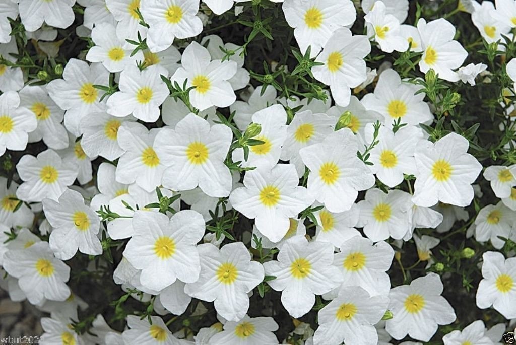 Nierembergia Blumensamen zur Aussaat Wildblume Mischung Traditionssorte & ohne Gentechnik Samen Hausgarten