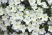 Nierembergia Blumensamen zur Aussaat Wildblume Mischung Traditionssorte & ohne Gentechnik Samen Hausgarten