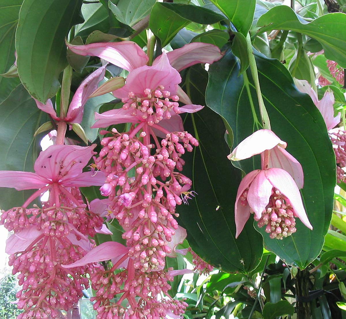 Medinilla Magnifica Blumensamen zur Aussaat – Schnitt Blume beliebt – Traditionssorte & ohne Gentechnik Samen Hausgarten
