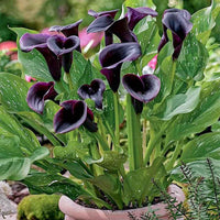dunkel Gray Calla Blumensamen zur Aussaat lang Blüte Saison Traditionssorte & ohne Gentechnik Samen Hausgarten