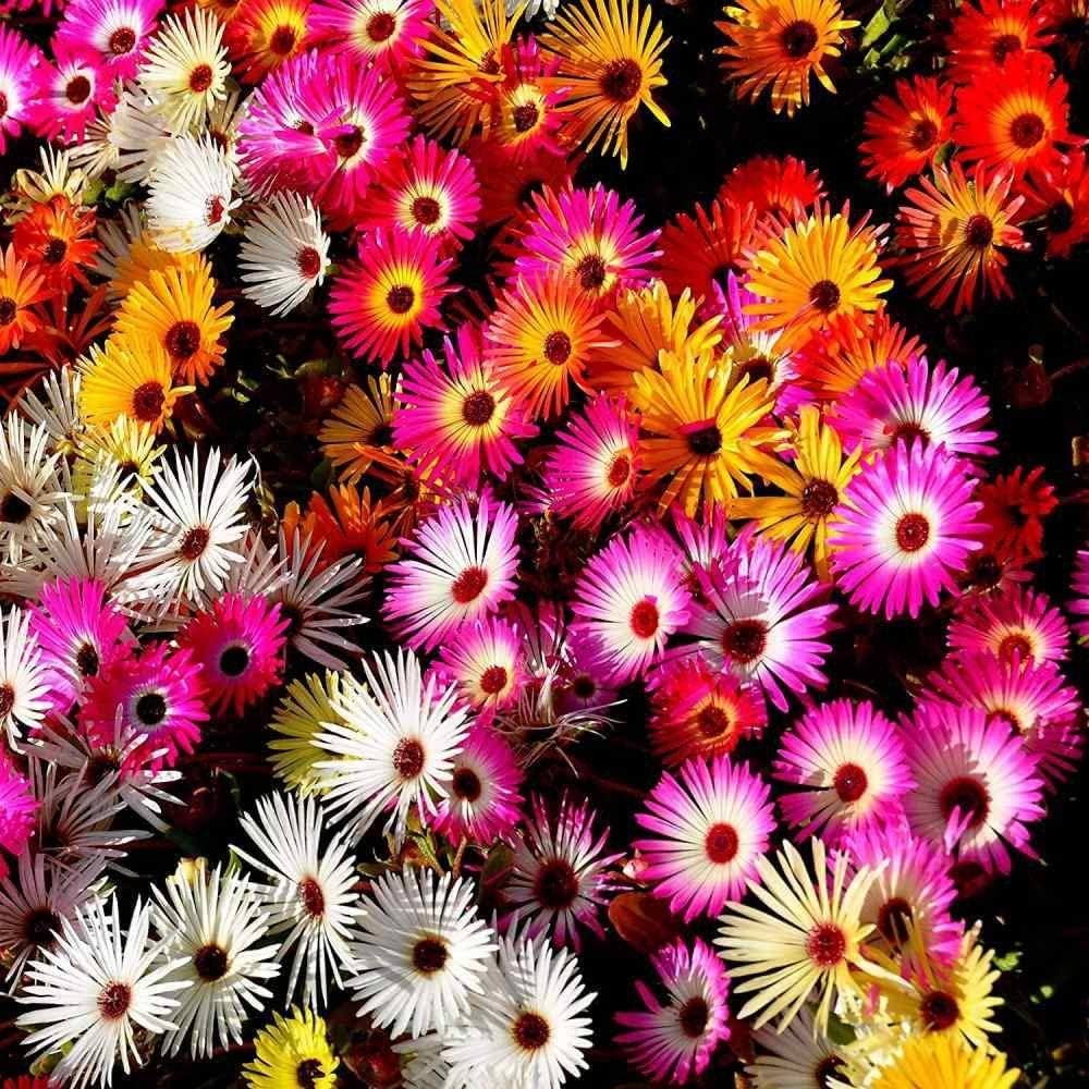 Gemischt Ice Pflanze Blumensamen zur Aussaat – saisonal Dauerblüher – Traditionssorte & ohne Gentechnik Samen Hausgarten