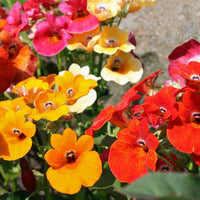 Nemesia Strumosa Blumensamen zur Aussaat Halbschatten verträglich Traditionssorte & ohne Gentechnik Samen Hausgarten