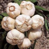 Weiß Knoblauch Samen - Perfect zum Pflanzen