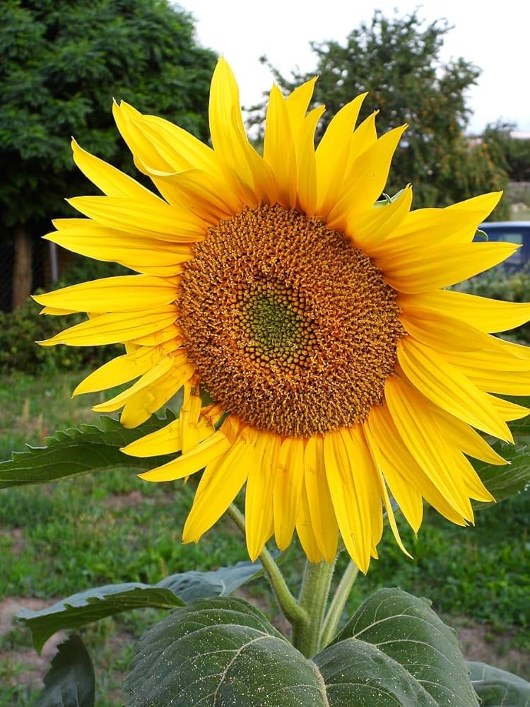 riesig Sonnenblume Helianthus annuus Samen zur Aussaat Blume Beet und Backyard Garten