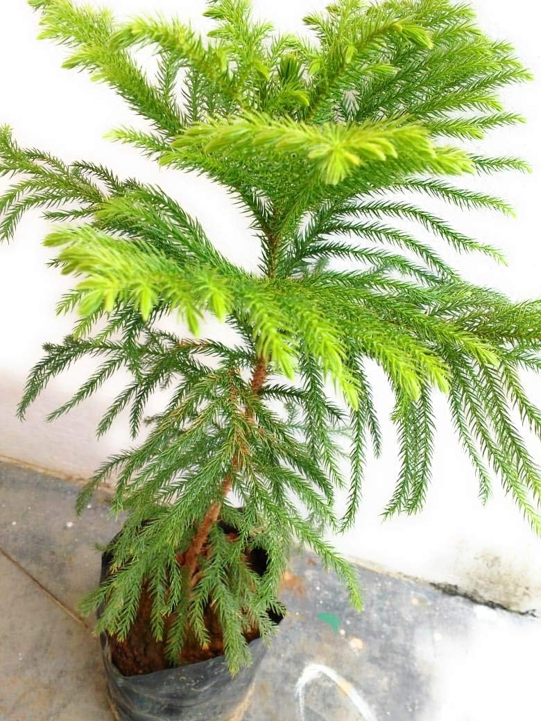 Araucaria (araucaria blume) samen for anpflanzung in home garten