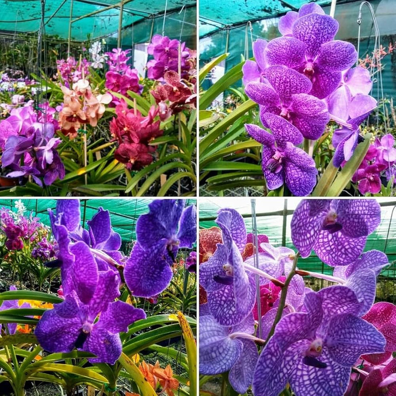 Gemischt Schmetterling Orchidee Blumensamen zur Aussaat – lang Blüte Saison – Traditionssorte & ohne Gentechnik Samen Hausgarten