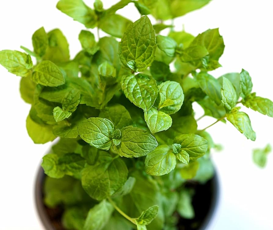 kaufen green water mint pflanze pflanzung samen Stück, 100 Stück