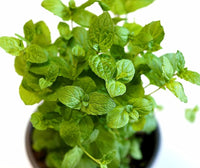 kaufen green water mint pflanze pflanzung samen Stück, 100 Stück