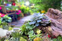 Saftig Clovanty Samen Gemischt – Bonsai – Blume Pflanzen – Keimung