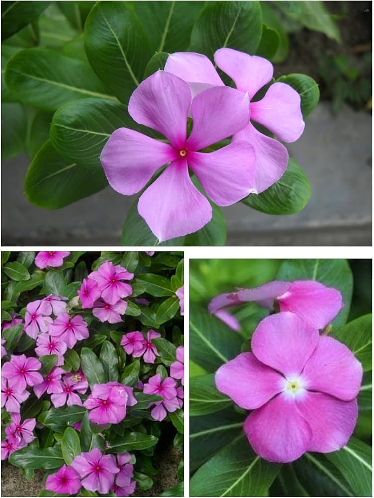 Catharanthus Blumensamen zur Aussaat – Landhaus Garten wichtig – Traditionssorte & ohne Gentechnik Samen Hausgarten