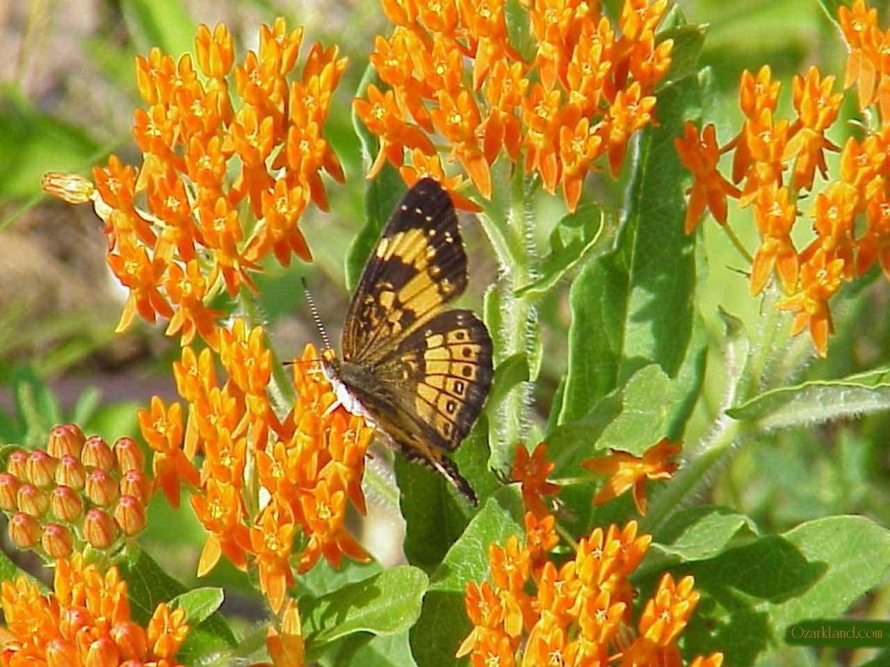 Asclepias Asperula Antelope Horns Samen zur Aussaat Asclepias asperula Wildblume Gärten und Schmetterling Gärten