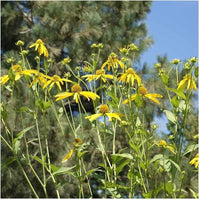 Golden Glow Sonnenhut laciniata Samen zur Aussaat native Wildblume Garten