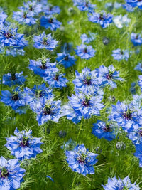 Delft Nigella Blumensamen einzigartig Blau Blumen