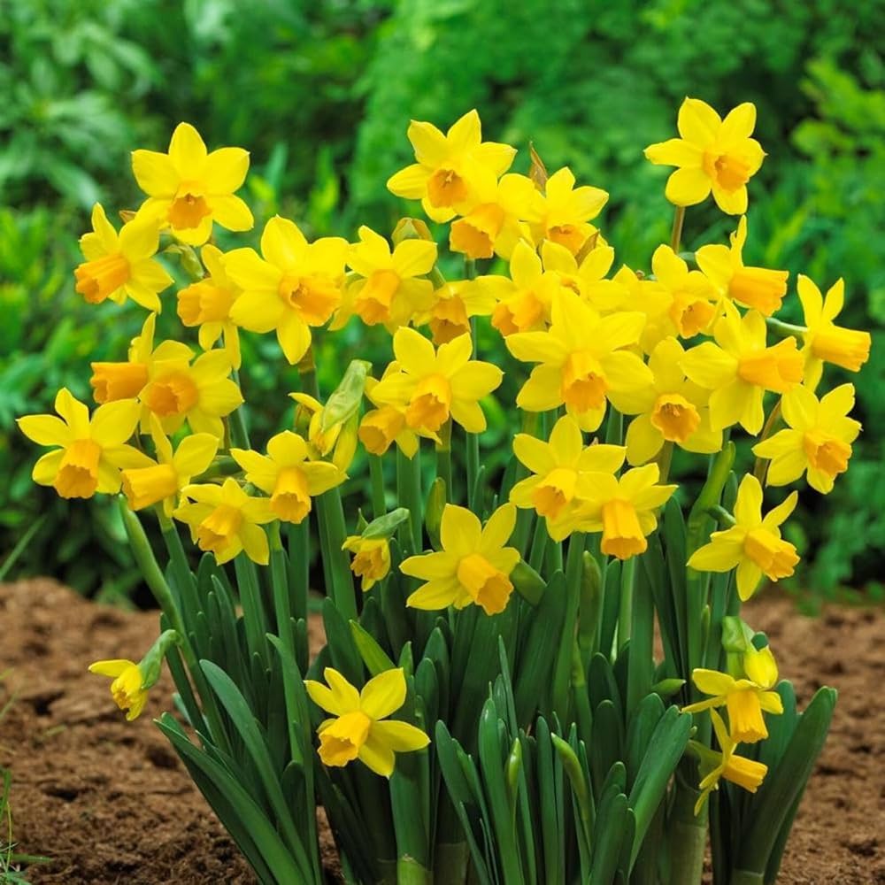 Univalve Narzisse Blumensamen Gelb Blüten