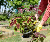 Buntnessel Plectranthus scutellarioides Samen zur Aussaat Container Garten und für Innenräume Pots