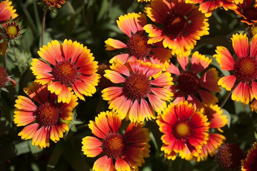 Arizona Blumensamen zur Aussaat – saisonal Dauerblüher – Traditionssorte & ohne Gentechnik Samen Hausgarten