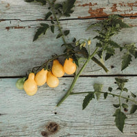 Tomate Traditionell Gelb Pear Samen for Sweet, Pear-Shaped Tomatees